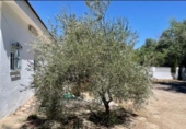 Xalet independent amb terreny en venda a la España, Jaén, ref.: TR408201 foto