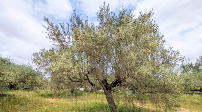 Tarragona - Amposta - 6800m2