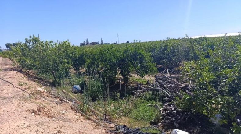 Múrcia - San Javier - 31500m2