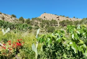 Raiguero de Bonanza 4000&nbsp;m²