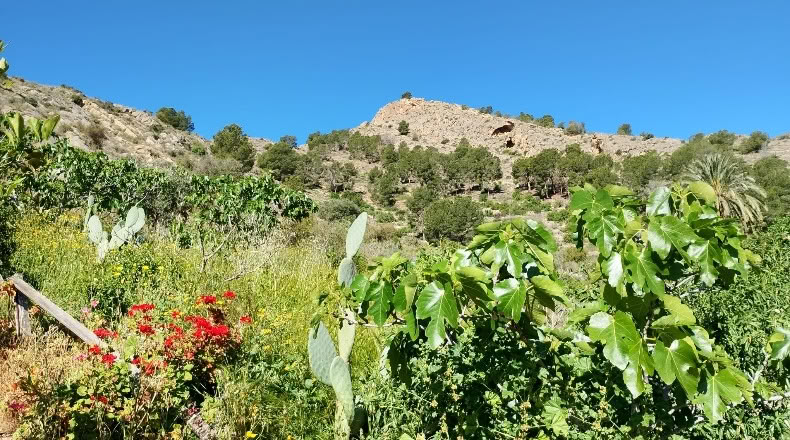 Alicante - Raiguero de Bonanza - 4000m2