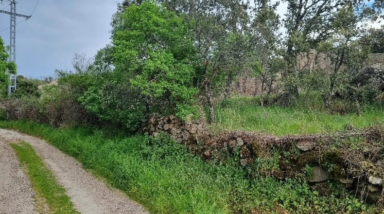 Community of Madrid - El Vellón - 1000m2