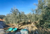 Chalet independiente con terreno en venta en la España, Aspe, ref: TR399333 foto