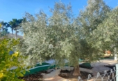 Chalet independiente con terreno en venta en la España, Aspe, ref: TR399333 foto