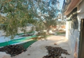 Chalet independiente con terreno en venta en la España, Aspe, ref: TR399333 foto