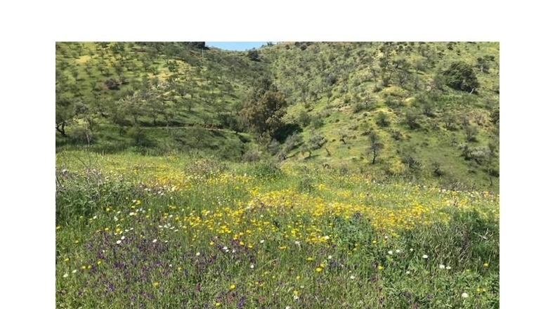 Málaga - Casabermeja - 100000m2