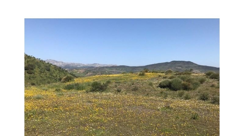 Málaga - Casabermeja - 100000m2