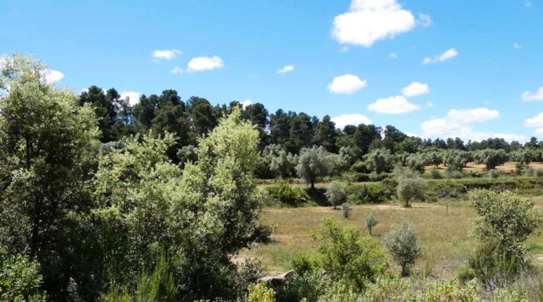 Teruel - Calaceite - 28400m2
