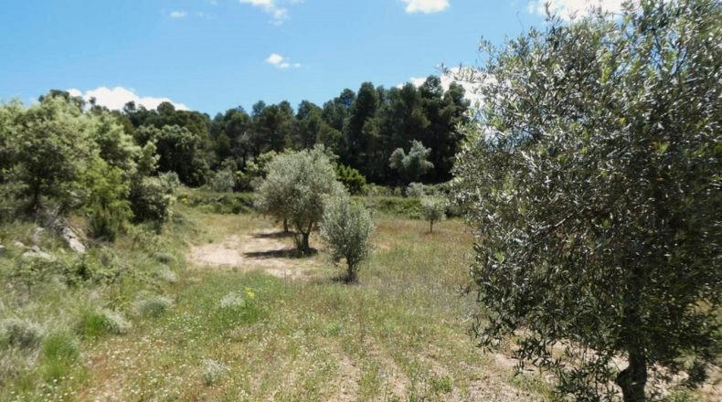 Teruel - Calaceite - 28400m2