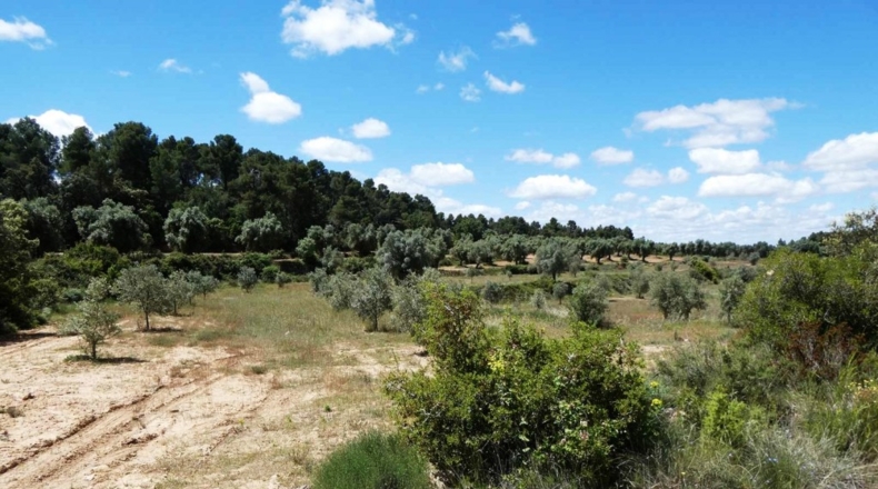 Teruel - Calaceite - 28400m2
