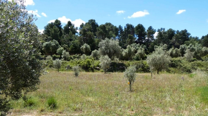 Teruel - Calaceite - 28400m2