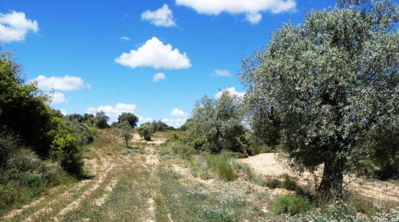 Teruel - Calaceite - 28400m2