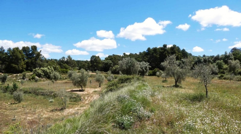 Teruel - Calaceite - 28400m2