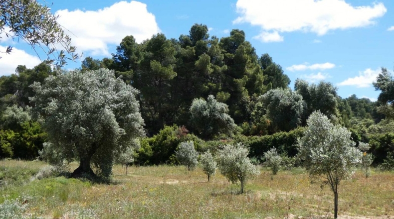 Teruel - Calaceite - 28400m2