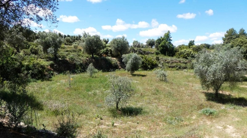 Teruel - Calaceite - 28400m2