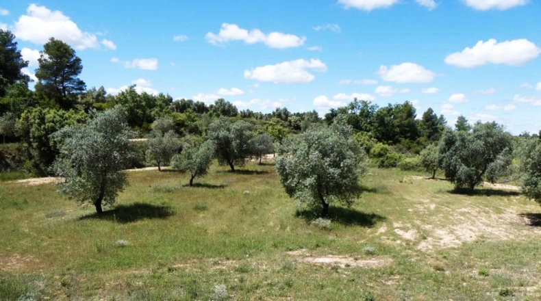 Teruel - Calaceite - 28400m2