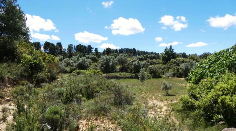 Teruel - Calaceite - 28400m2