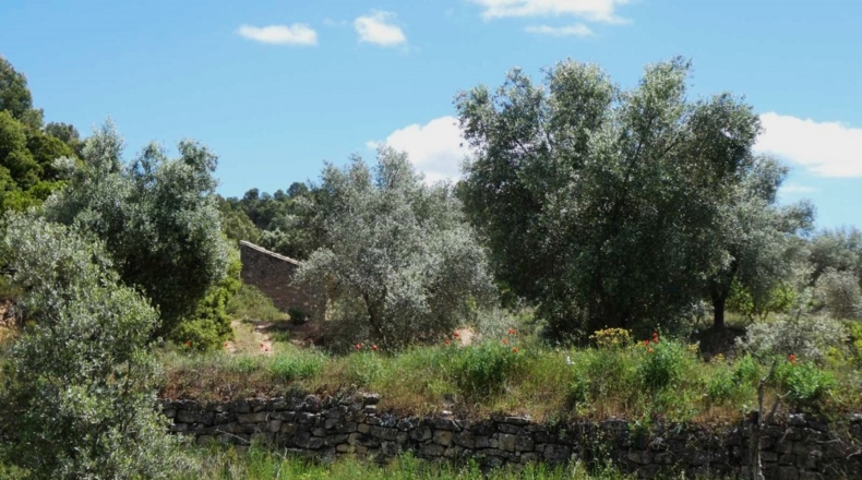 Teruel - Calaceite - 28400m2