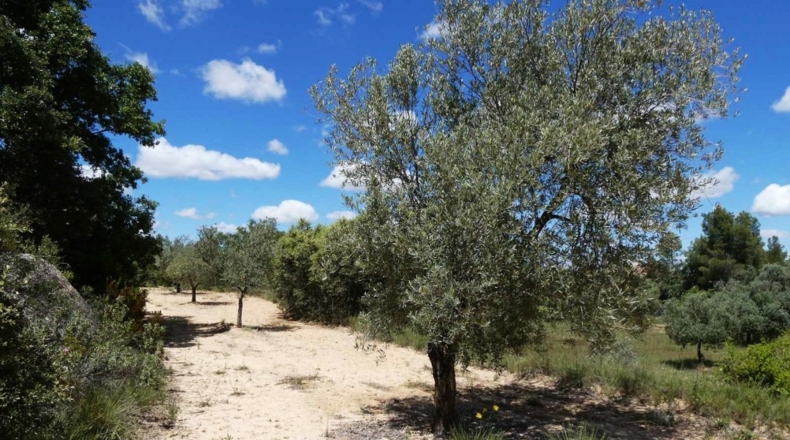 Teruel - Calaceite - 28400m2