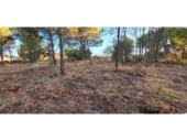 Non-developable land for sale on España, Villablanca, ref: TR408424 photo