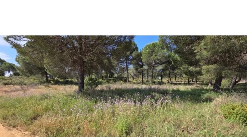 Huelva - Villablanca - 10000m2