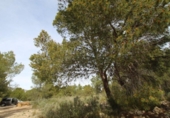Country house with land for sale on España, Monóvar, ref: TR408696 photo