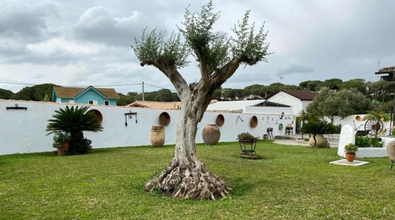 Cádiz - Chiclana de la Frontera - 1000m2