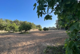 Porreras 23285&nbsp;m²