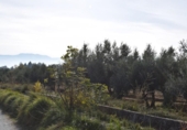 Non-developable land for sale on España, Villa de Otura, ref: TR408824 photo