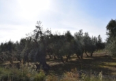 Non-developable land for sale on España, Villa de Otura, ref: TR408824 photo