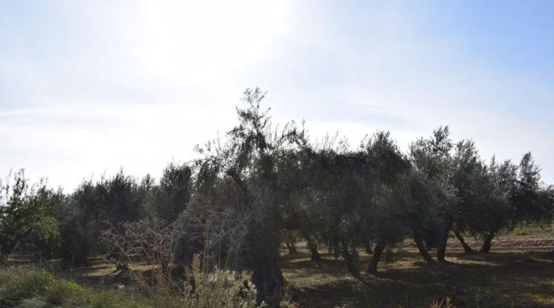 Granada - Villa de Otura - 2600m2