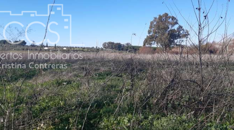 Huelva - Almonte - 30000m2