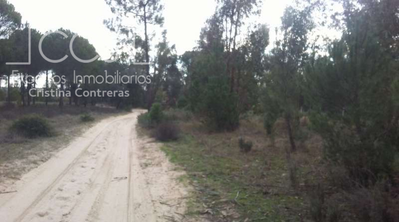 Huelva - Almonte - 84700m2