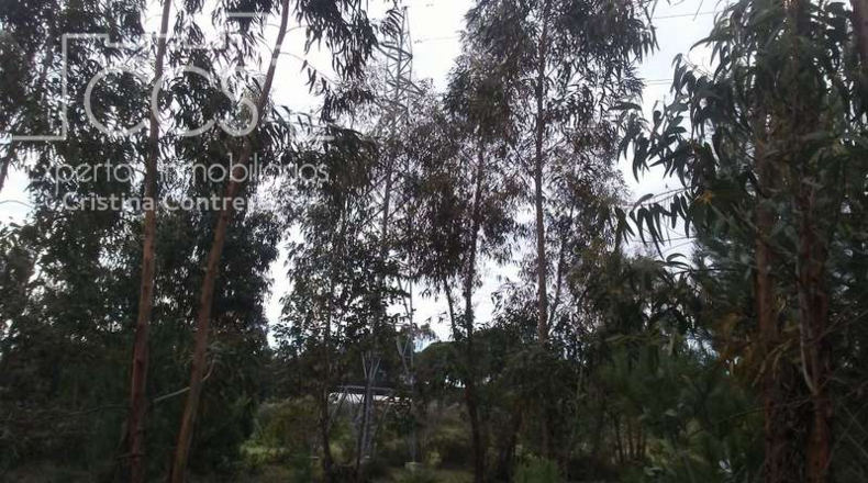 Huelva - Almonte - 84700m2