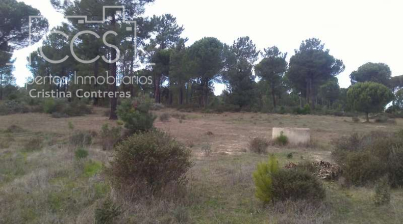 Huelva - Almonte - 84700m2