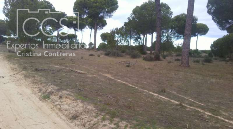 Huelva - Almonte - 84700m2