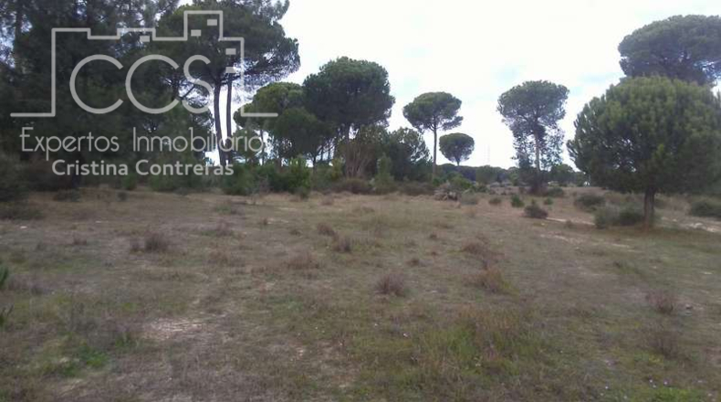 Huelva - Almonte - 84700m2