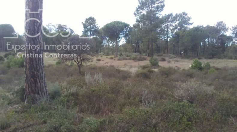 Huelva - Almonte - 84700m2
