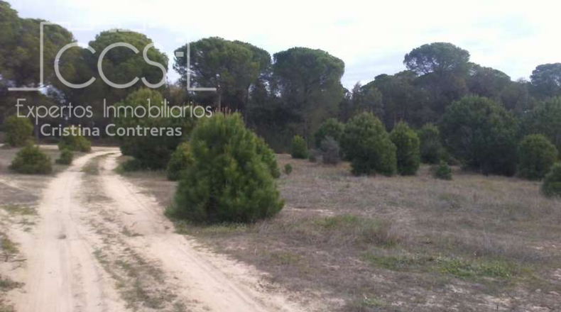 Huelva - Almonte - 84700m2