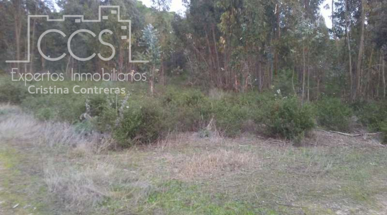 Huelva - Almonte - 84700m2