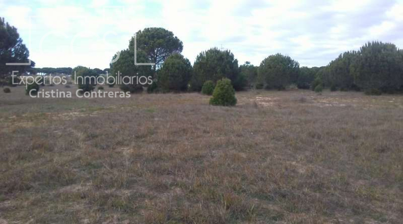 Huelva - Almonte - 84700m2