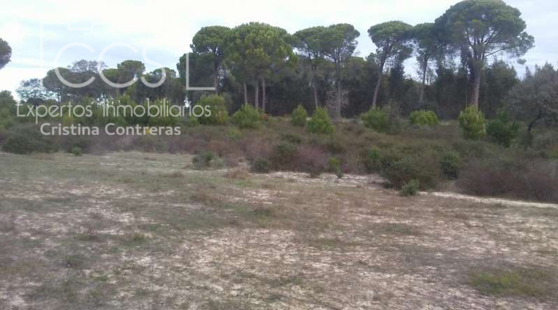 Huelva - Almonte - 84700m2
