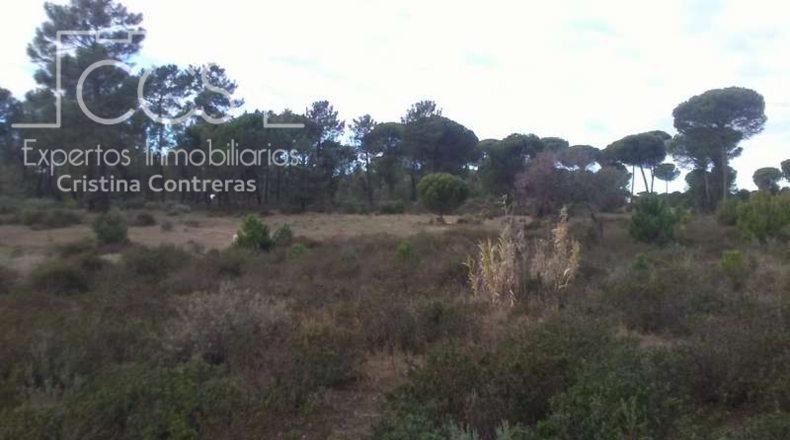 Huelva - Almonte - 84700m2