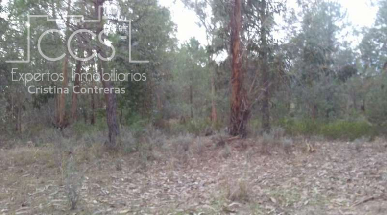 Huelva - Almonte - 84700m2