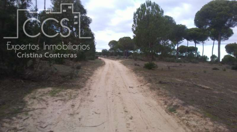Huelva - Almonte - 84700m2