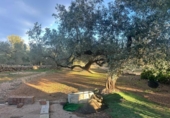 Chalet independiente con terreno en venta en la España, Camarles, ref: TR376734 foto
