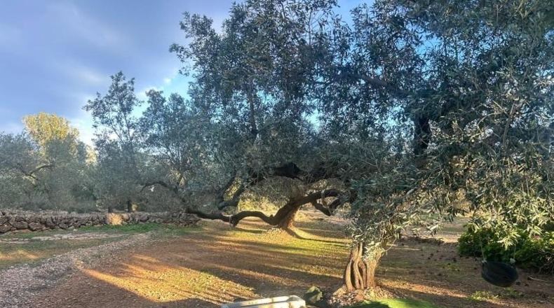 Tarragona - Camarles - 8361m2