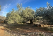 Chalet independiente con terreno en venta en la España, Camarles, ref: TR376734 foto