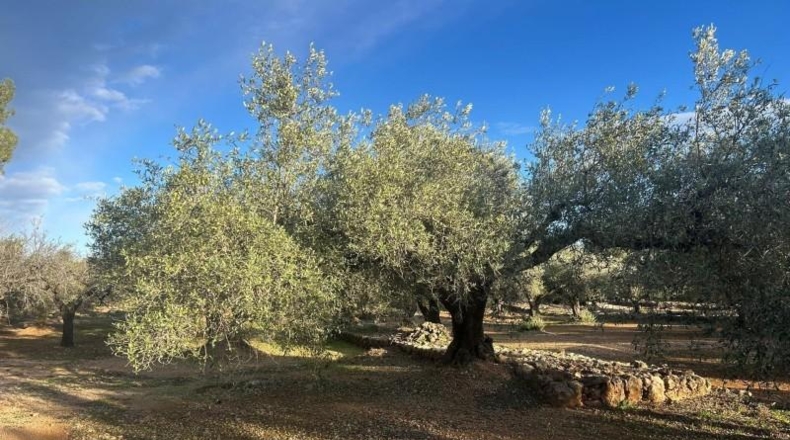 Tarragona - Camarles - 8361m2