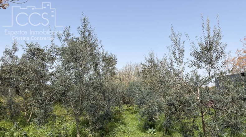 Sevilla - Pilas - 39764m2